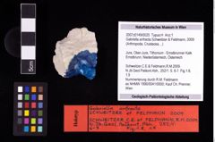 NHMW-GEO-2007z0149-0025_Ol_01.tifGabriella anfracta (Schweitzer & Feldmann, 2009)  (NHMW-GEO-2007z0149-0025)